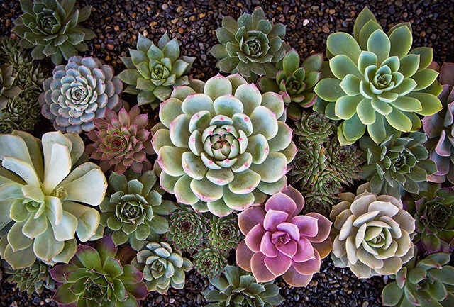 Echeveria garden