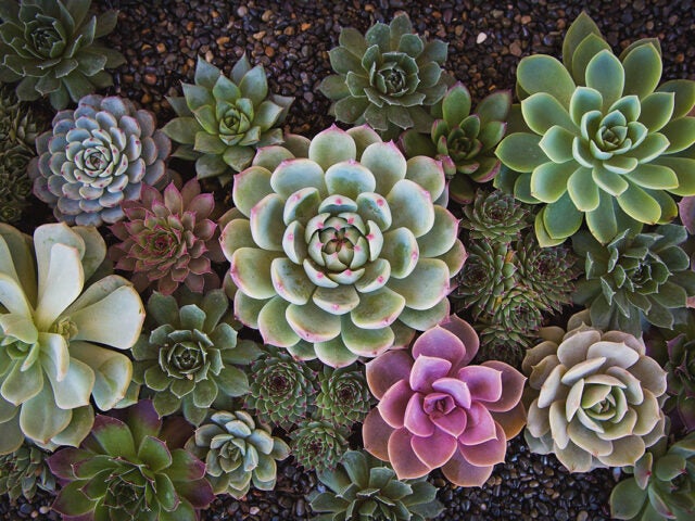 Echeveria garden