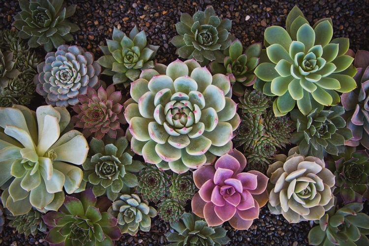 Echeveria garden