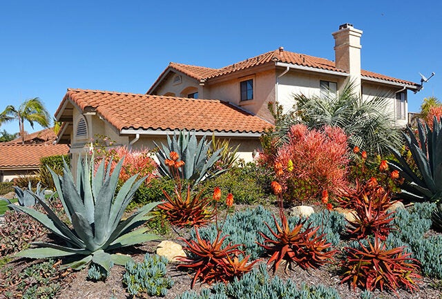 Drought tolerant landscaping