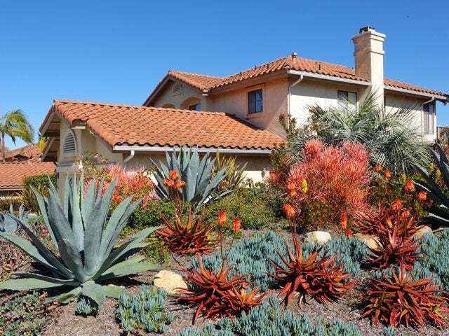 Drought tolerant landscaping