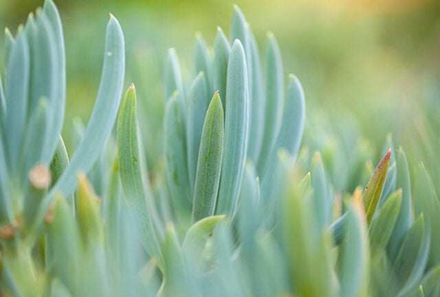 Senecio mandraliscae also known as blue fingers or blue chalk stick plant