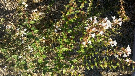 flowers in bloom