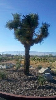 joshua tree