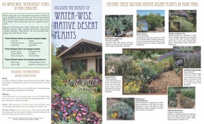 summertree native plant brochure page 1